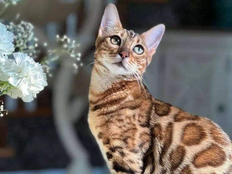 Discover Bengal cats in Rockford: exotic beauty, engaging traits, and tips for adopting a Bengal kitten.