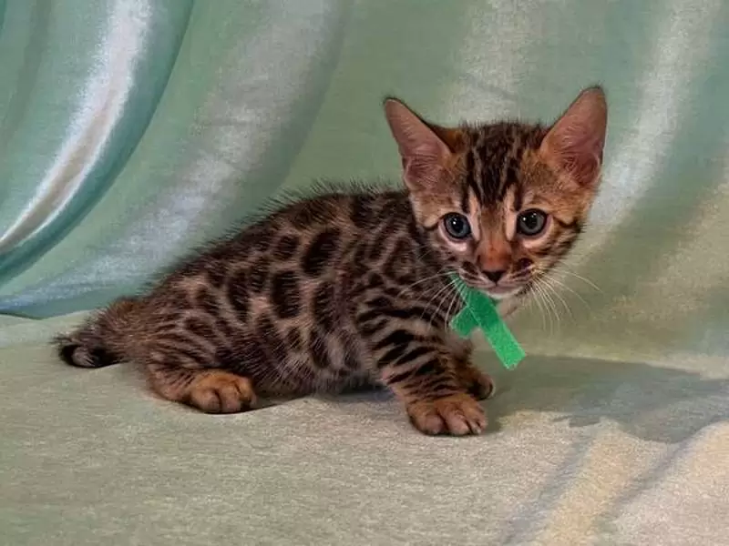 Find Bengal cats in Springfield Illinois: stunning coats, playful energy, and guidance for adopting a Bengal kitten.