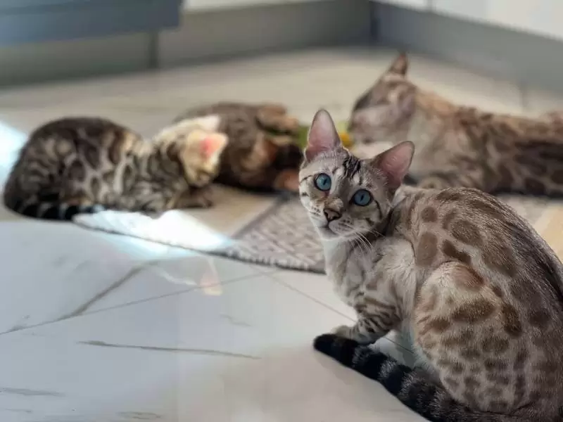 Find Bengal cats in Suffolk: unique beauty, vibrant traits, and tips for selecting your ideal Bengal kitten.