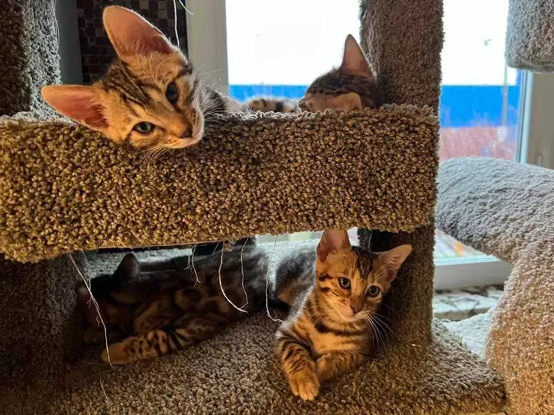 Learn about Bengal cats in Toledo: wild elegance, engaging energy, and tips for choosing your kitten.