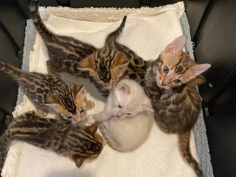 Discover Bengal cats in Virginia Beach: wild charm, social traits, and tips for adopting a Bengal kitten.