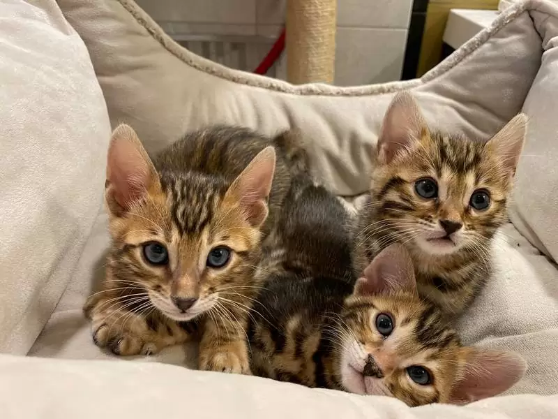 Discover Bengal cats in Washington, DC: unique charm, playful nature, and tips for buying a Bengal kitten.