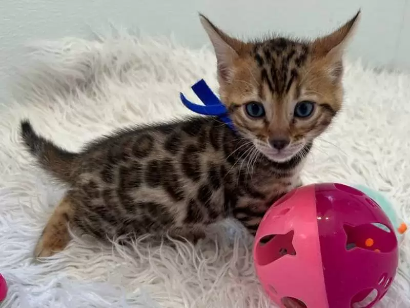 Discover Bengal cats in Woodbridge: unique patterns, active traits, and guidance for buying Bengal kittens.