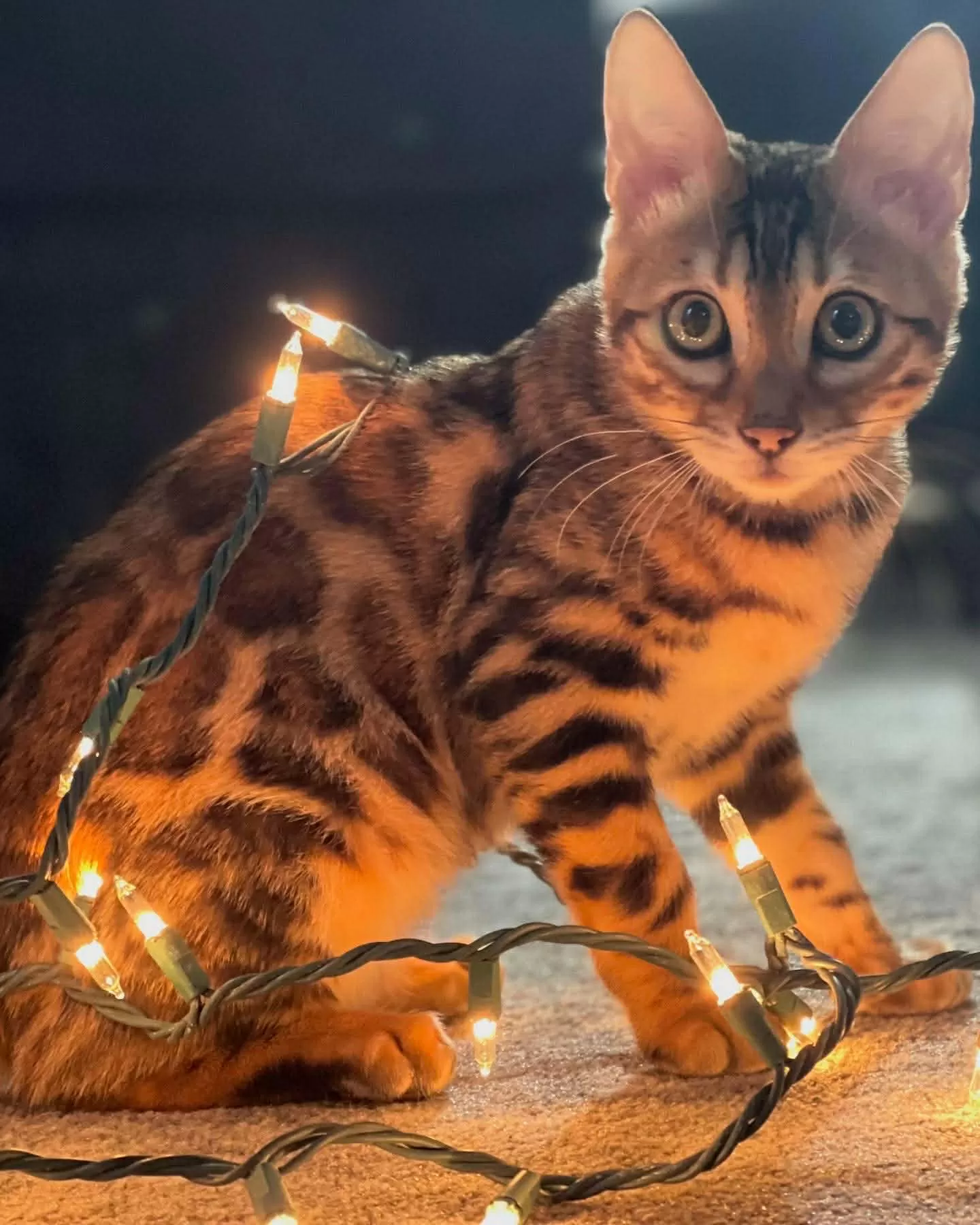 Simple Purchase Process Choose Your Kitten