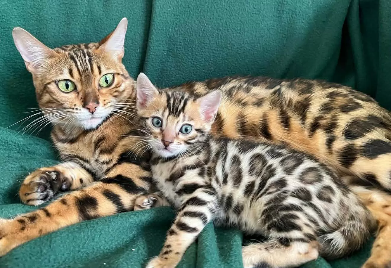 New Owner Guidelines