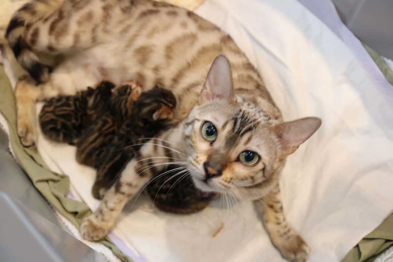 bengal kittens for sale cheap