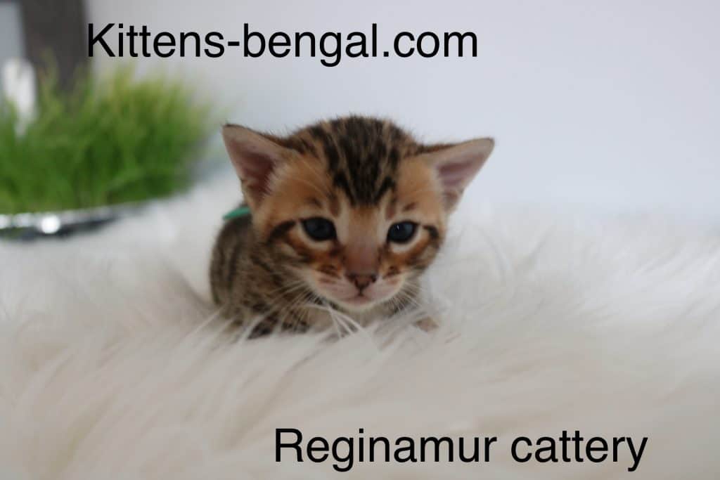 marble bengal kittens for sale