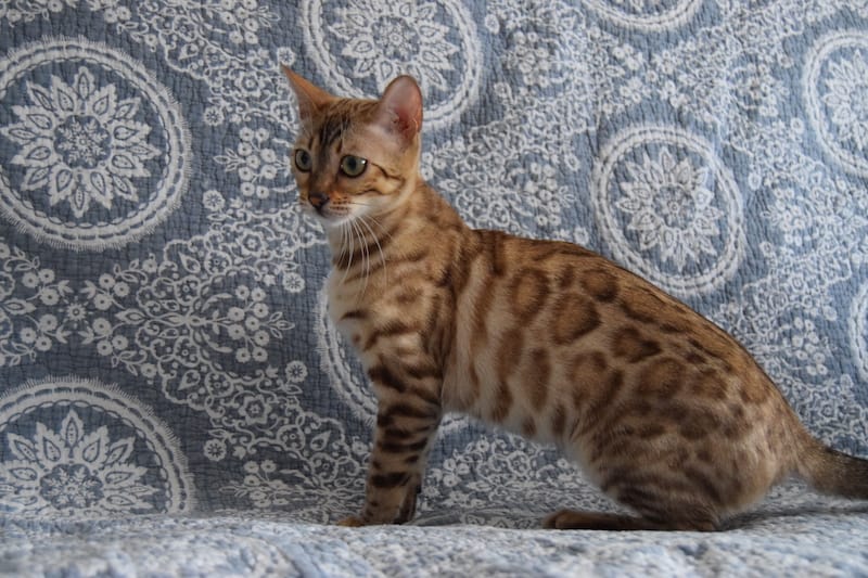 Reginamur Bengal Kittens | Cat’s Cattery