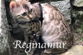 Reginamur Bengal Kittens Philadelphia