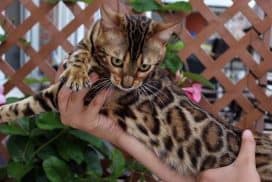 Bengal kitten or cat adaptation to a new home