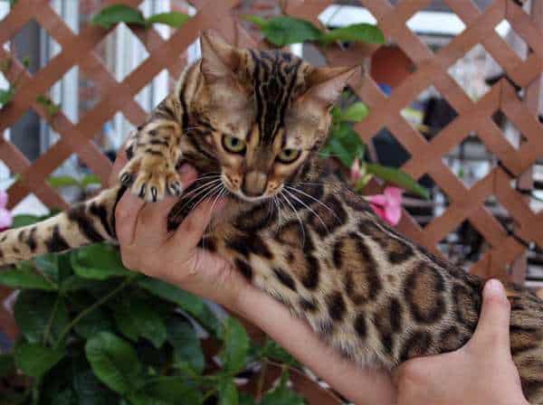 Bengal kitten or cat adaptation to a new home