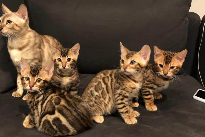 cheap bengal kittens for sale