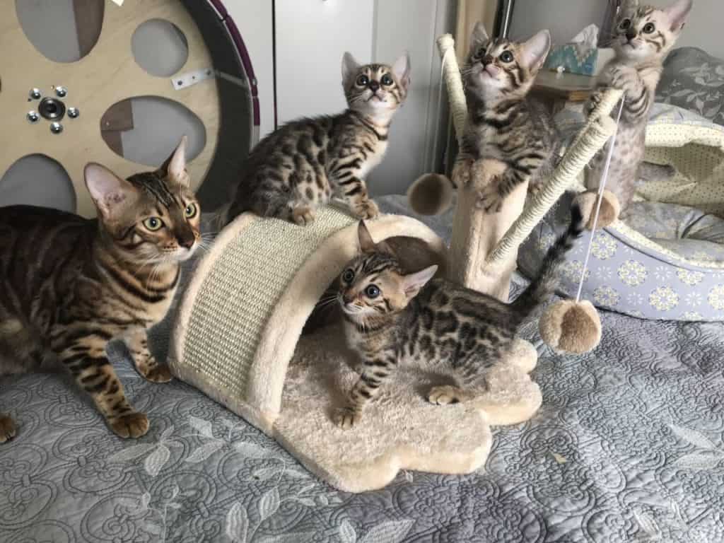 bengals cats breeders