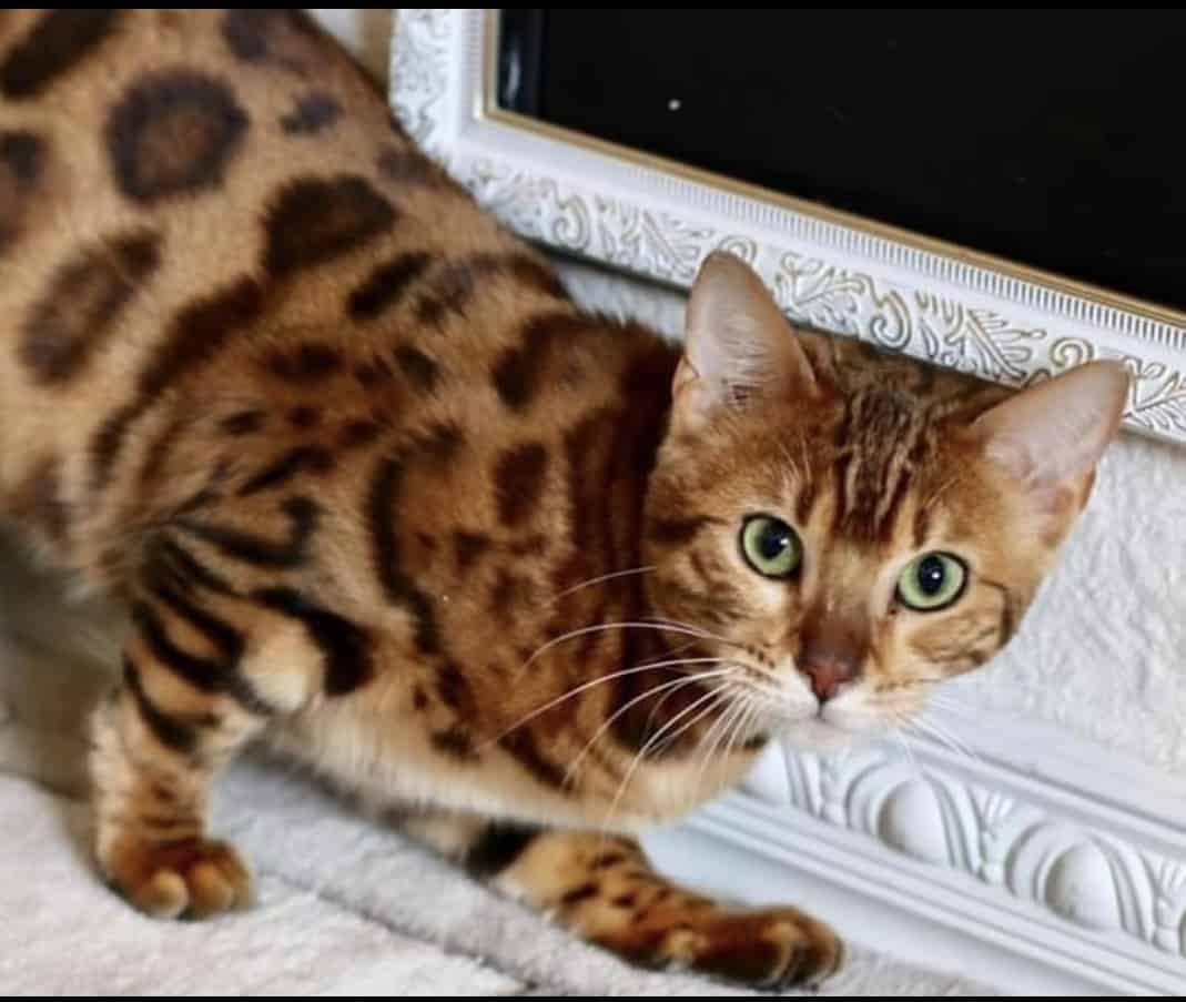 bengal cat for sale in texas