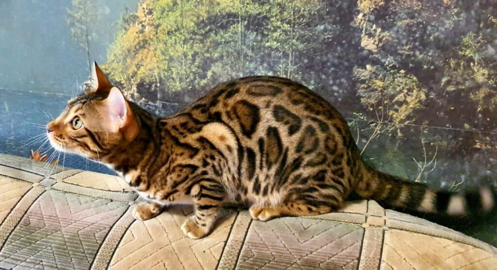 Bengal Cats breeder near me