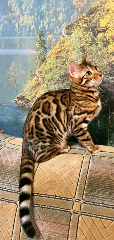 Bengal Cats breeder near me