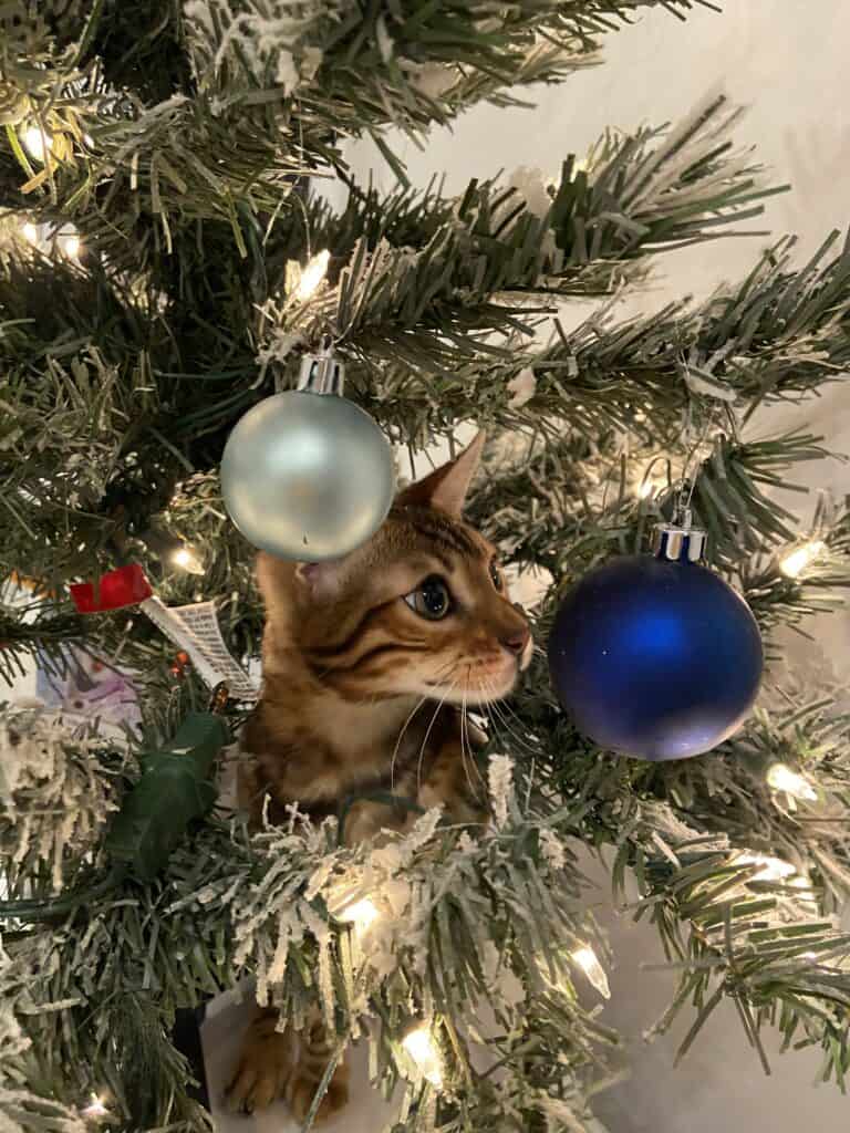Bengal Cats breeder near me