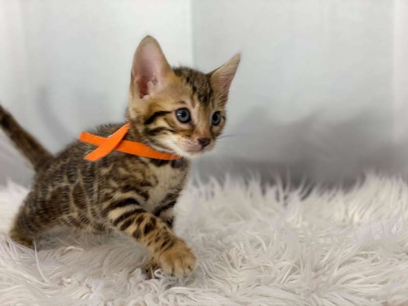 bengal cat breeders pa