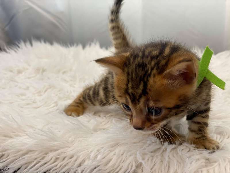 bengal cat texas