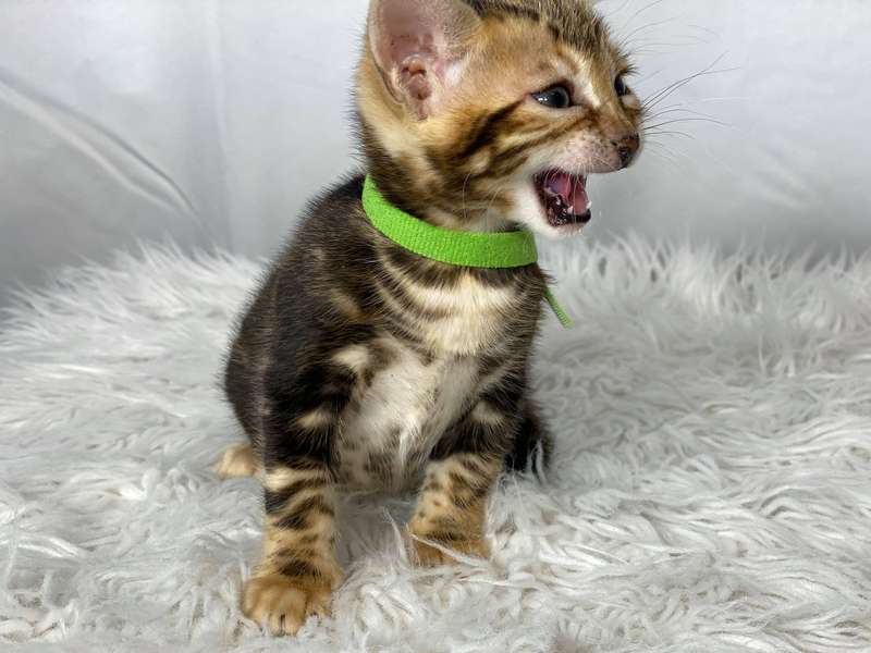 bengal kittens california