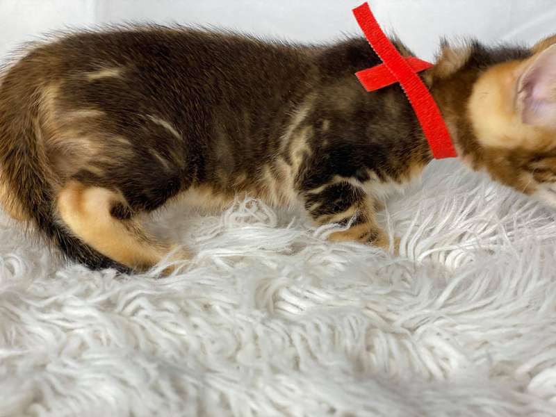 bengal kittens for sale pa