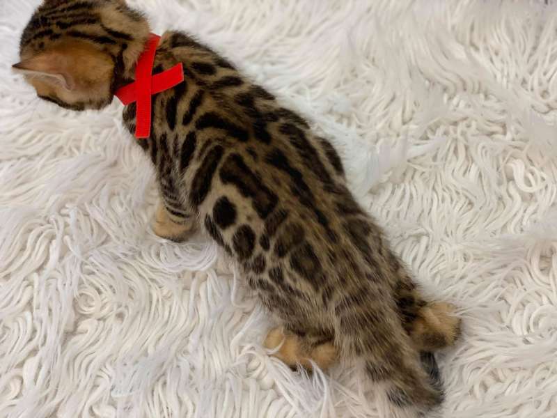bengal cat for sale