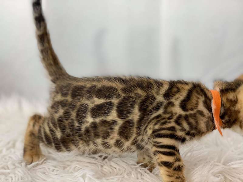 bengal cat breeders pennsylvania