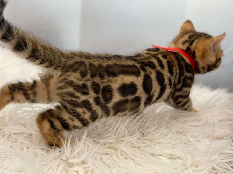 bengal cat for sale