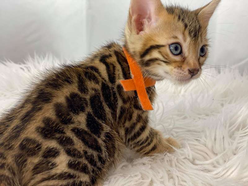 bengal kittens for sale pa