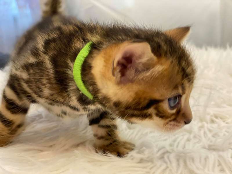 bengal kittens pennsylvania