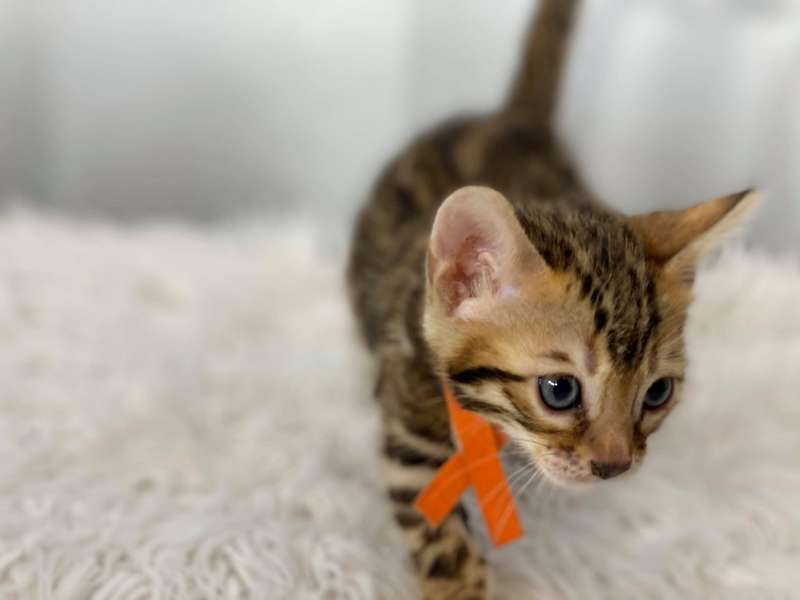 bengal kittens for sale pa