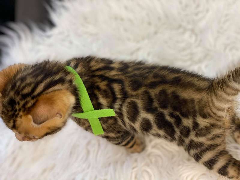 bengal kittens pennsylvania