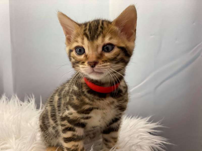 bengal cat pa