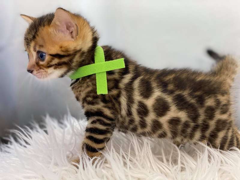 bengal cats philadelphia