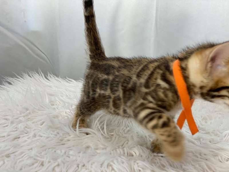 bengal cat breeders pa