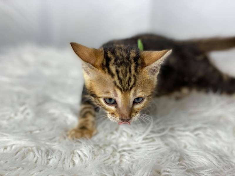 bengal kittens california