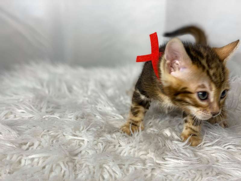 bengal kittens for sale pa