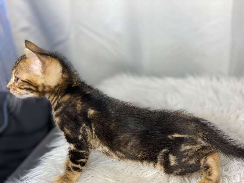 cat breeders texas