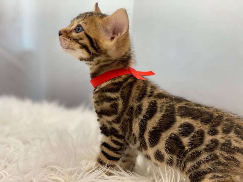 bengal cat pa