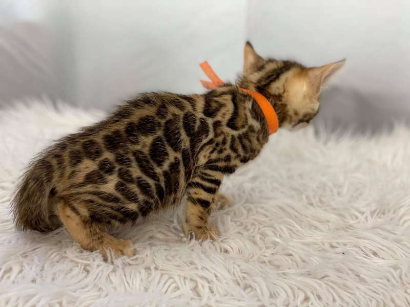 bengal cat breeders pa