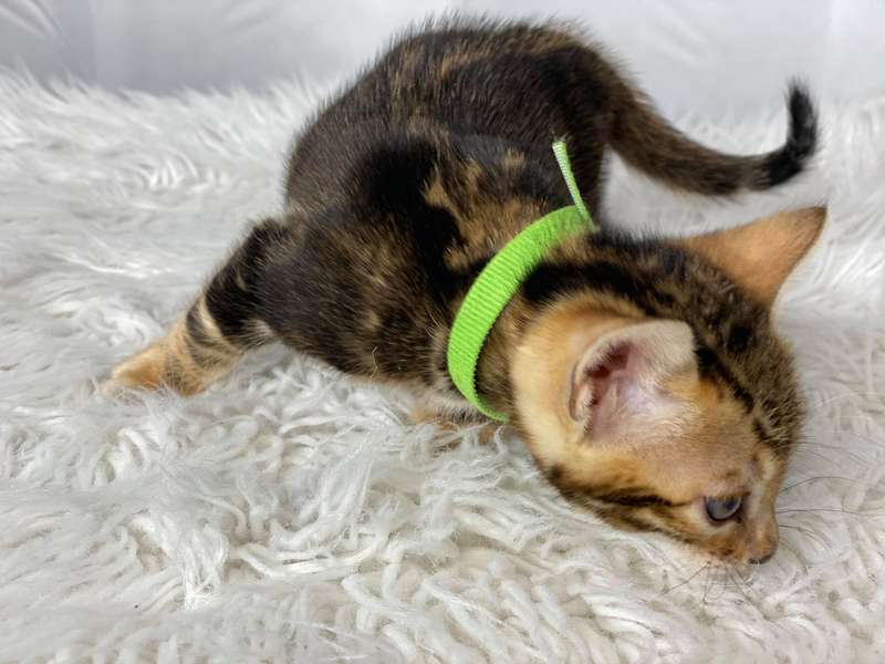 bengal kittens california