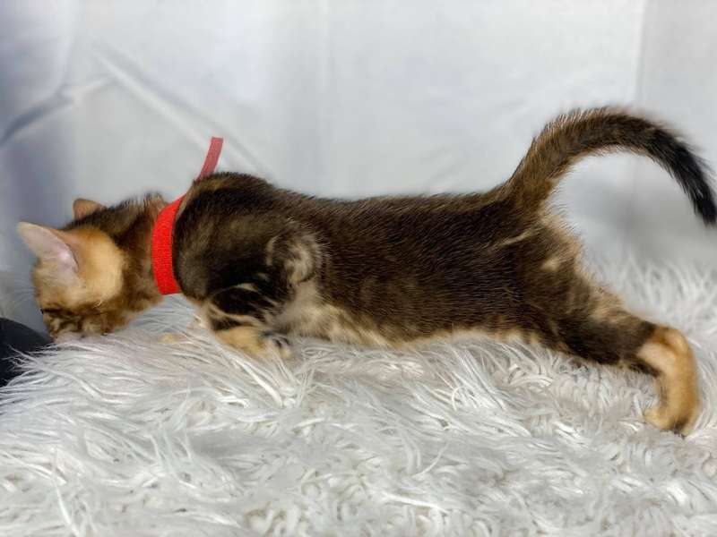 bengal kittens for sale pa
