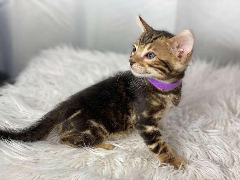 cat breeders texas