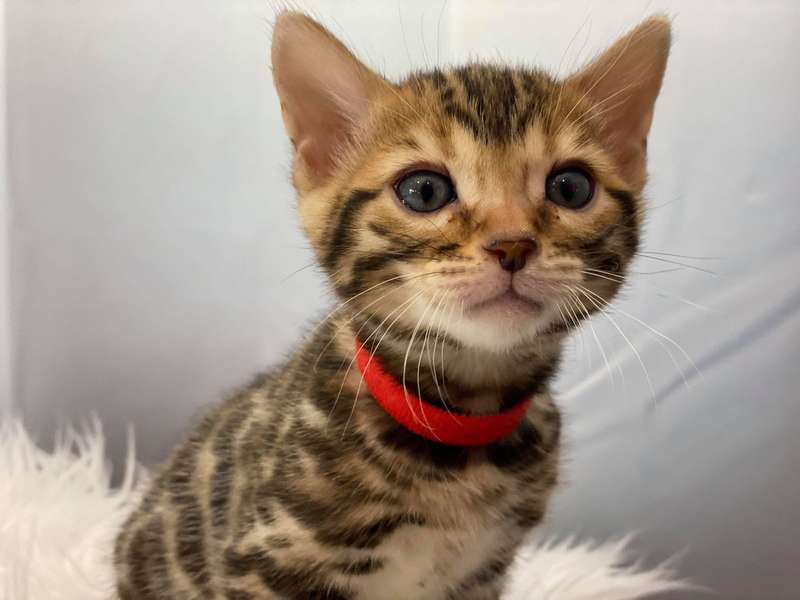 bengal cat pa