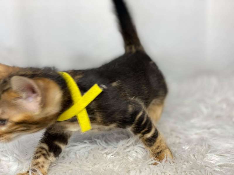 bengal cattery
