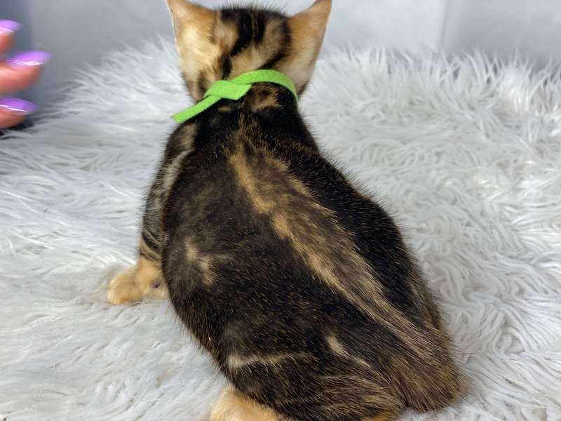 california bengal cat