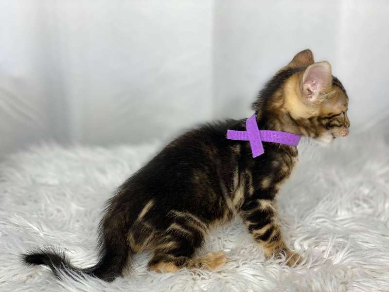 cat breeders texas