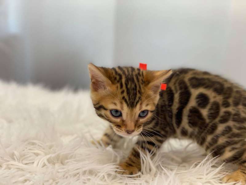 bengal cat pa