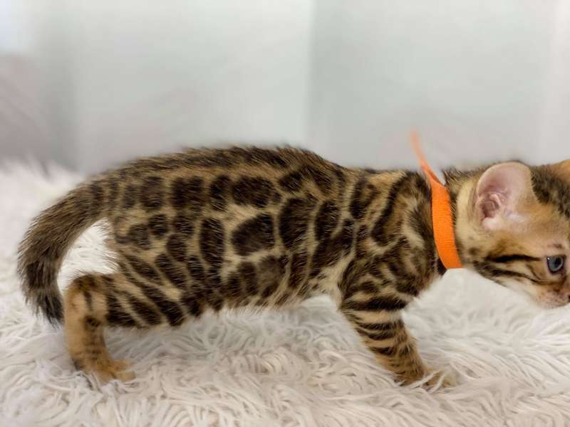 bengal cat breeders pennsylvania
