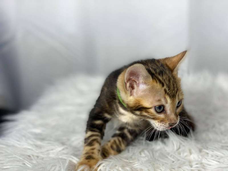 california bengal cat